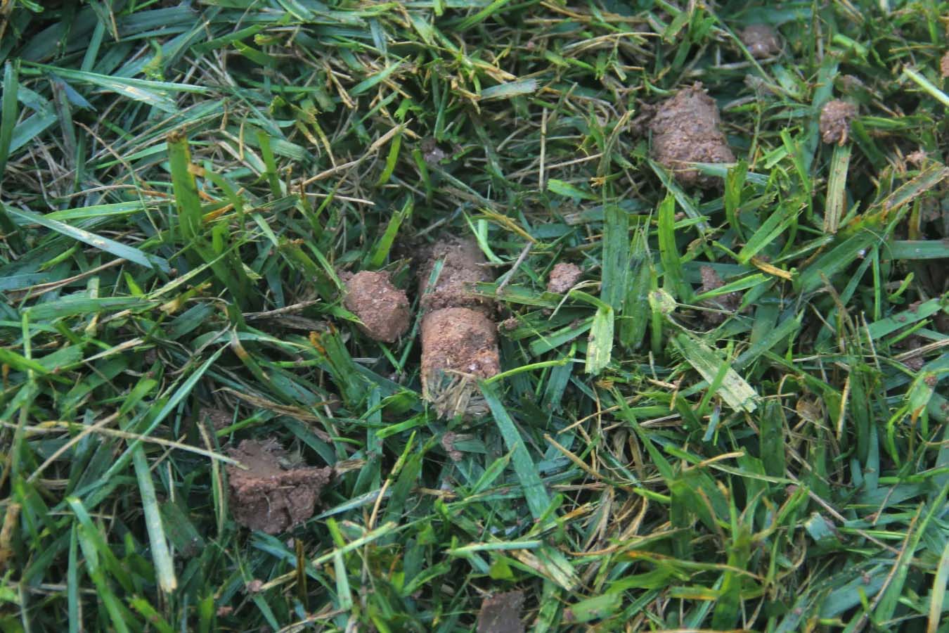 Learn what to do after lawn aeration is completed.