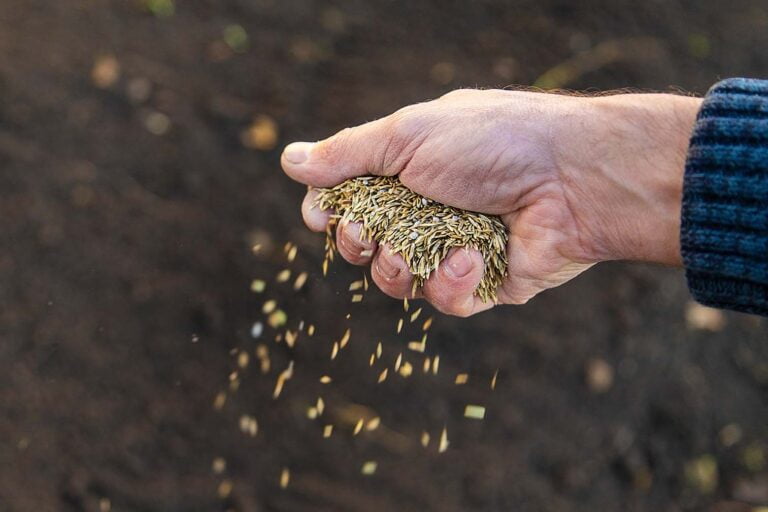 Mastering the Timing: When to Seed Kentucky Bluegrass for a Lush Lawn