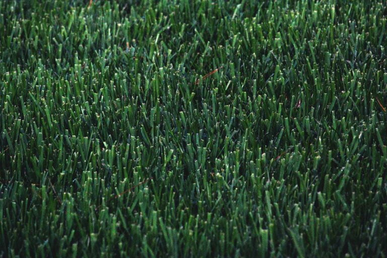 The Benefits of Adding Iron to Your Lawn