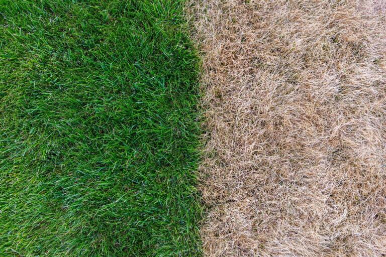 The Best Drought Tolerant Grass Types For Your Lawn