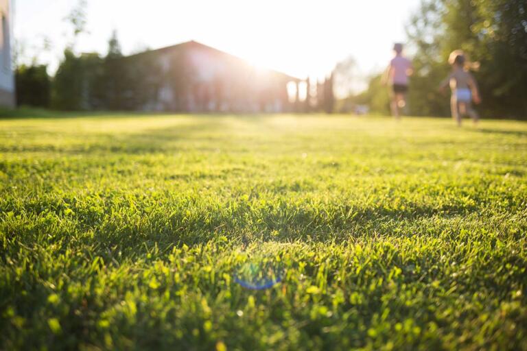 Choosing the Best Grass for Full Sun Lawns in 2023