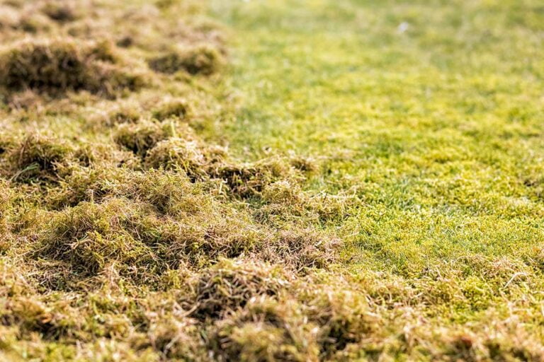 Should You Dethatch Before Overseeding Your Lawn?