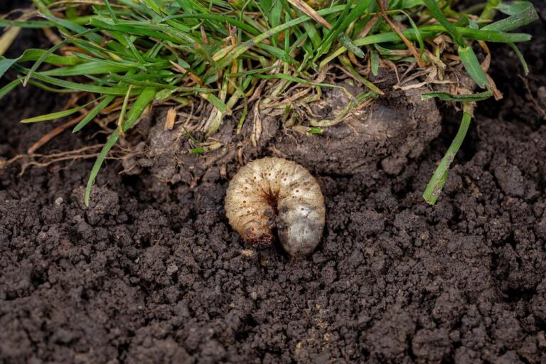 When to Apply Grub Control to Properly Defend Your Lawn