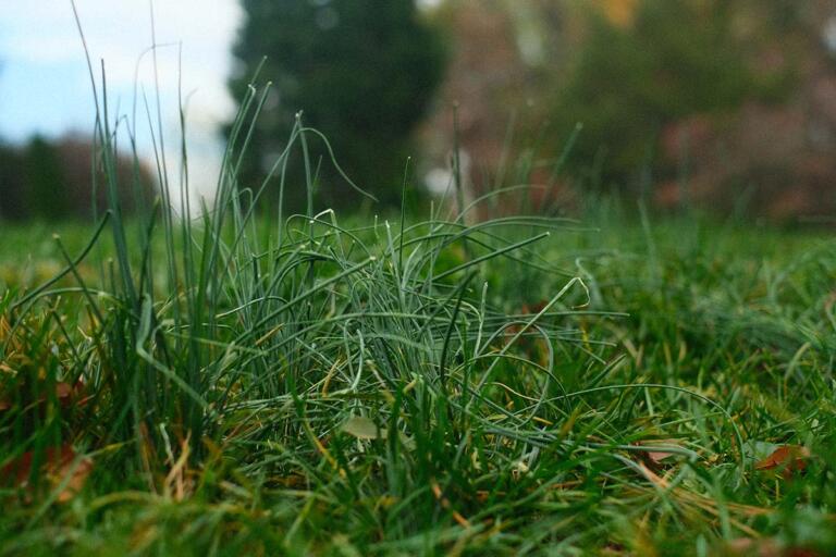 How to Get Rid of Onion Grass in Your Lawn