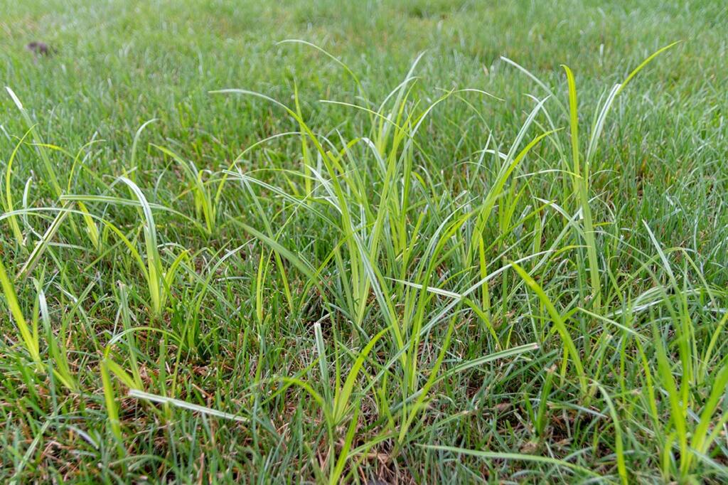 How to get rid of nutsedge in your lawn