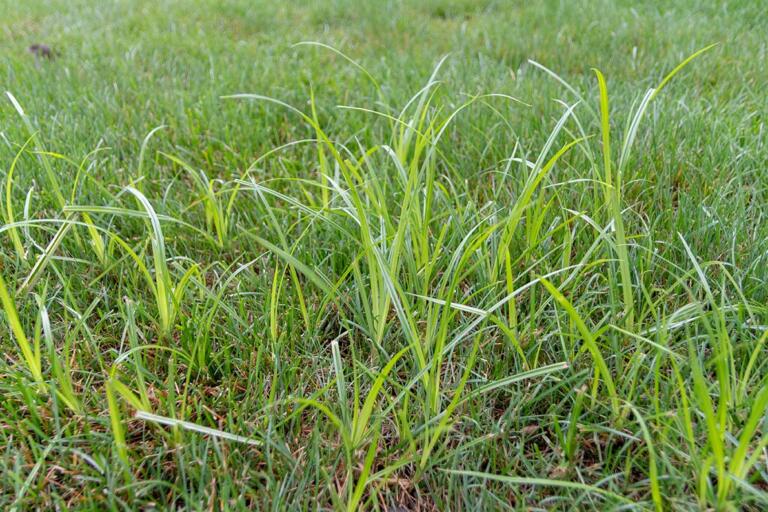 How to Get Rid of Nutsedge in Your Lawn: Effective Control Strategies