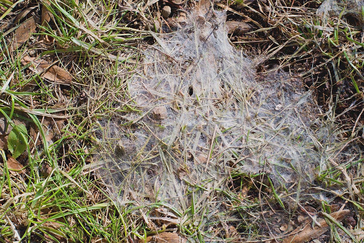 What snow mold looks like in your lawn