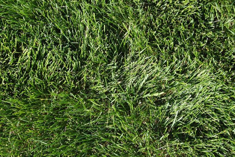 Kentucky Bluegrass vs Tall Fescue: Choosing the Best Grass for Your Lawn