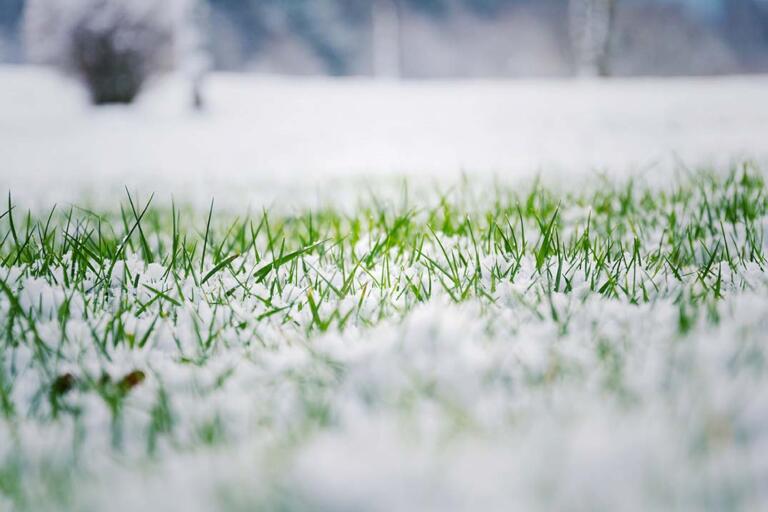 Should You Walk on Your Lawn When There’s Snow on It?