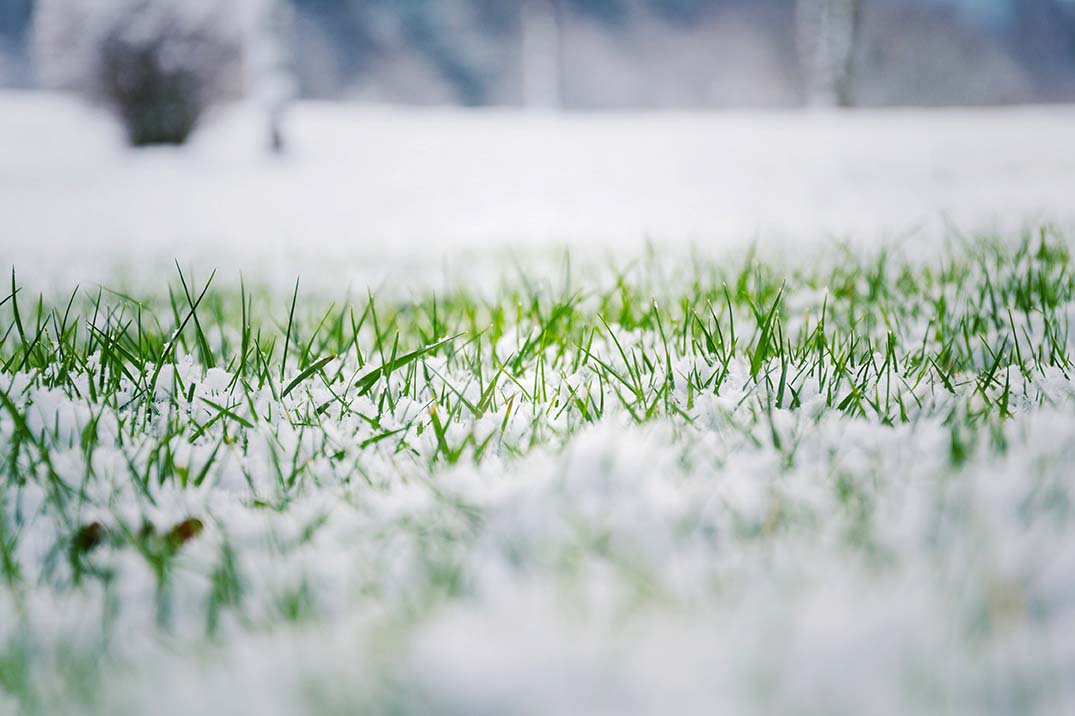 Walking on snow covered grass