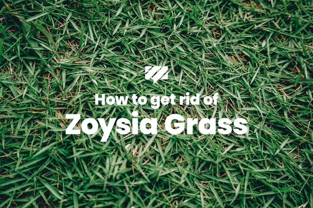How to get rid of zoysia grass in your lawn