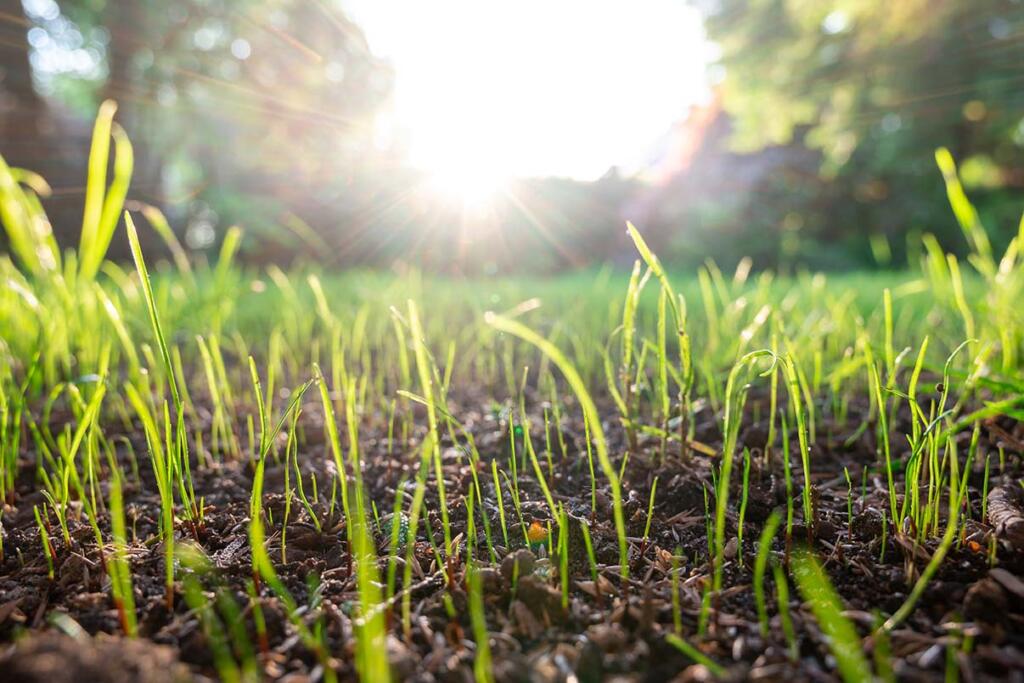 Grass Seed Germination Timing