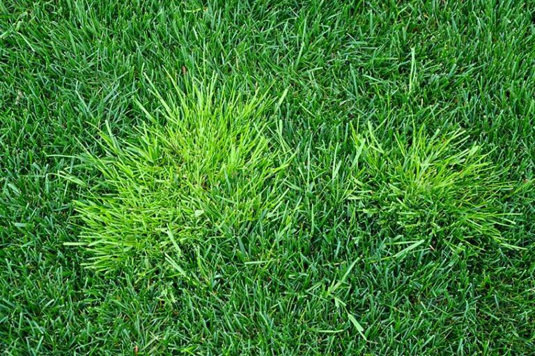 How to Identify and Kill Poa Annua Weed: Effective Lawn Care Strategies