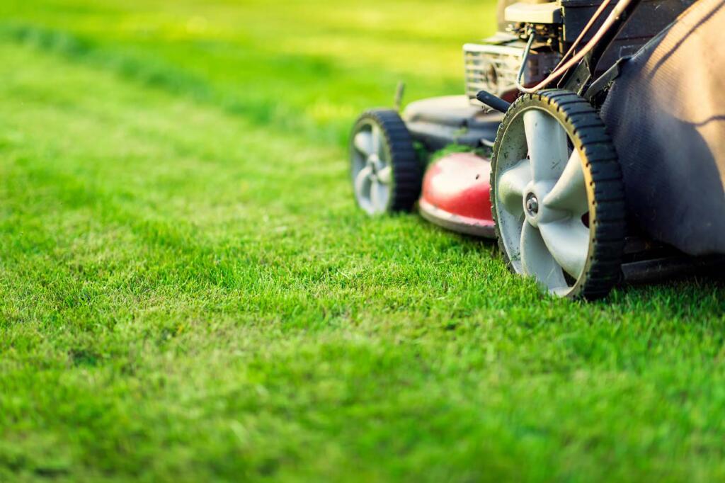 Kentucky Bluegrass Mowing Height