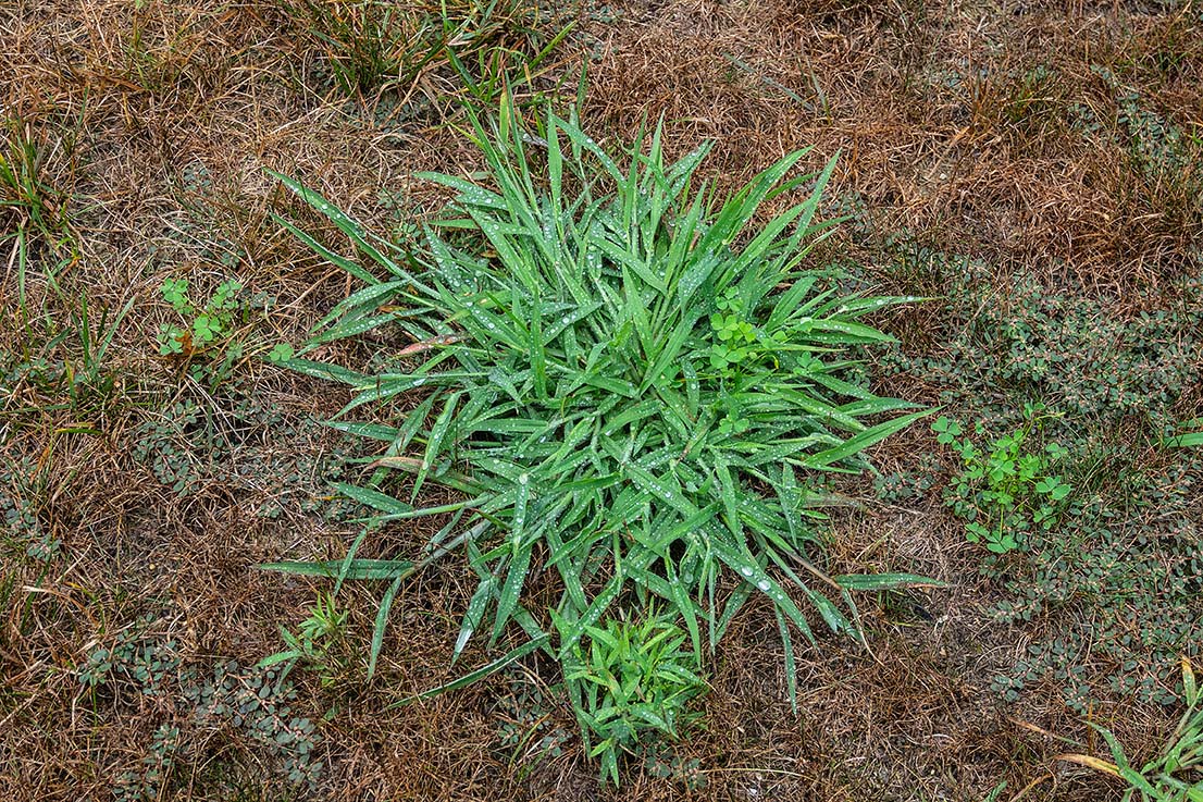 Prodiamine Pre-Emergent for Crabgrass