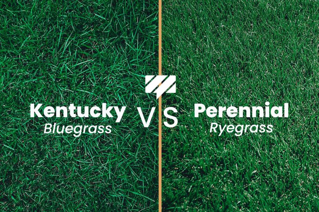 Kentucky Bluegrass vs Perennial Ryegrass