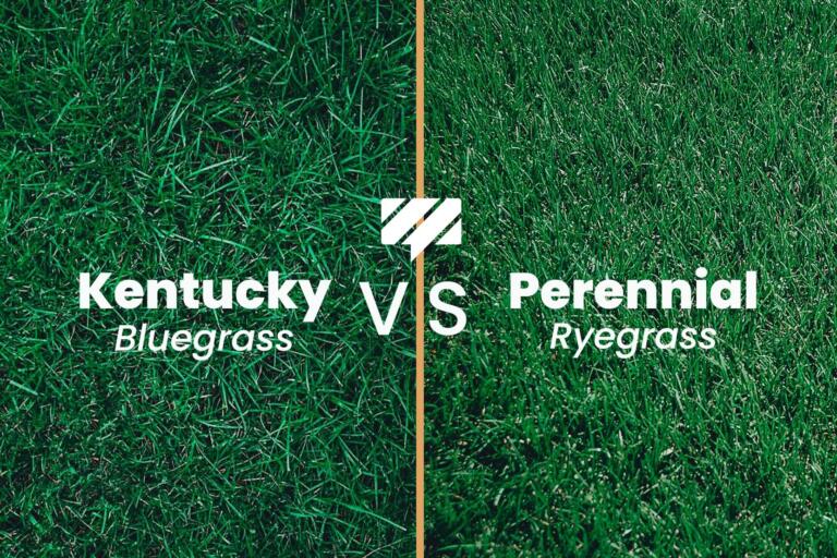 Kentucky Bluegrass vs Perennial Ryegrass: Choosing the Right Lawn Grass
