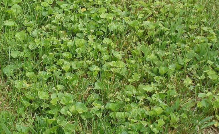 How to Get Rid of Wild Violet in Your Lawn